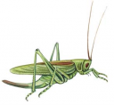 Какими бы исполинами ни казались отдельные насекомые среди сотен тысяч себе подобных, они остаются лилипутами в сравнении с другими животными. preview 3