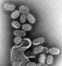 Вирусология вирусология — раздел биологии, изучающий вирусы preview 1