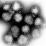 Вирусология вирусология — раздел биологии, изучающий вирусы preview 2