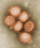 Вирусология вирусология — раздел биологии, изучающий вирусы preview 3