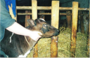 Методические рекомендации по диагностике, лечению и профилактике инфекционного кератоконъюнктивита крупного рогатого скота preview 1