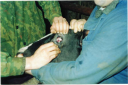 Методические рекомендации по диагностике, лечению и профилактике инфекционного кератоконъюнктивита крупного рогатого скота preview 4