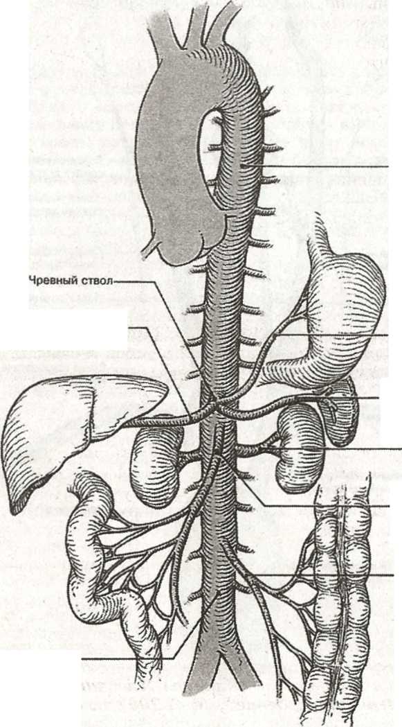 Чревный ствол и его ветви. Брюшная аорта чревный ствол. Кровоснабжение чревного ствола. Артерия и чревный ствол анатомия.
