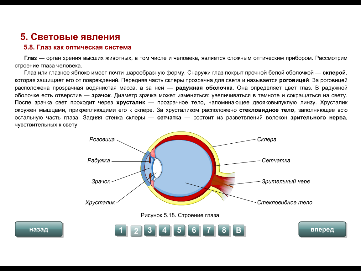 Схема глаза физика 9 класс. Оптическая система органа зрения. Строение глаза человека, глаз как оптическая система. Глаз как оптическая система физика 9 класс. Какое образование относят к оптической системе глаза