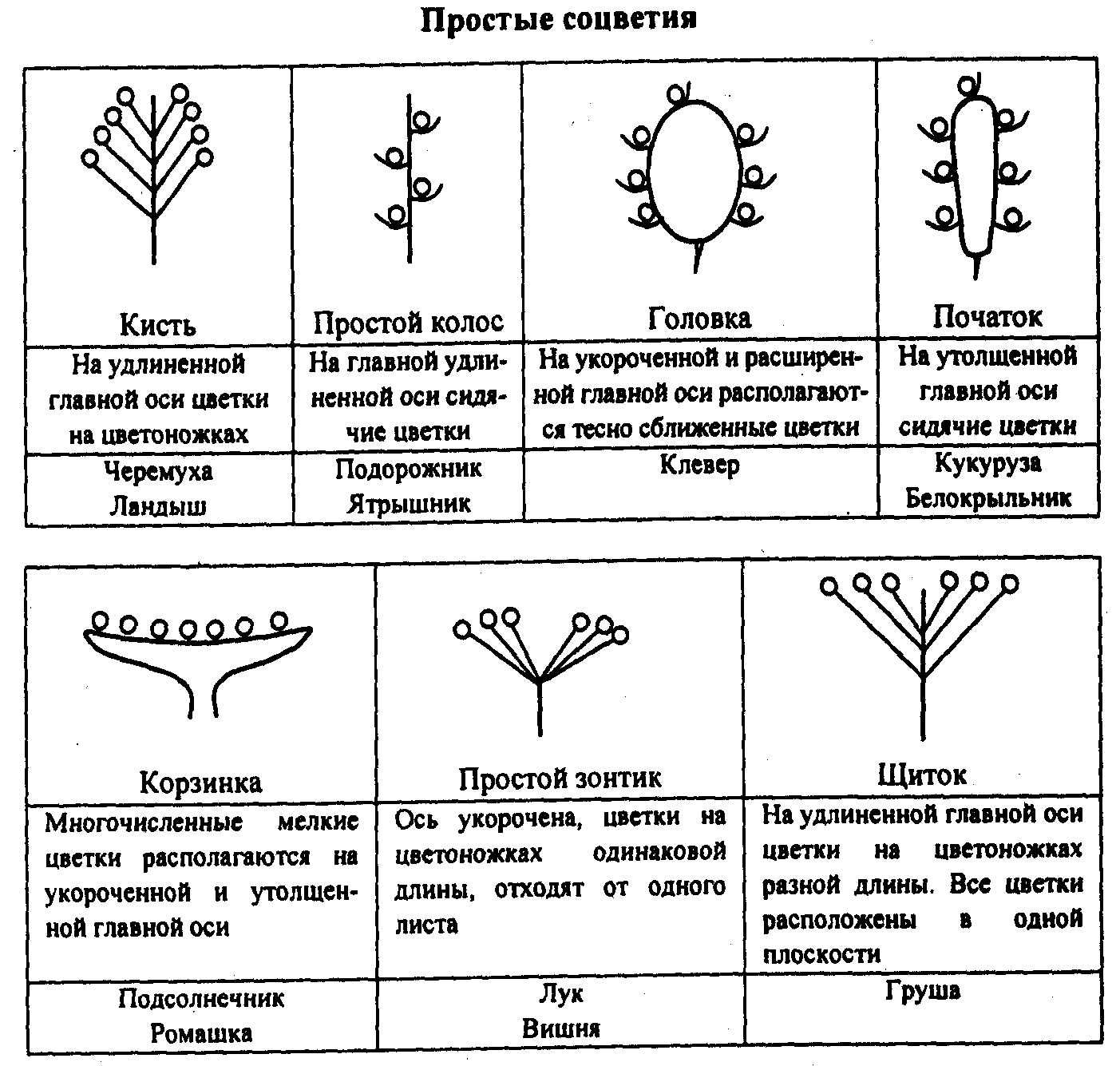 Таблица соцветия биология 6 класс рисунок