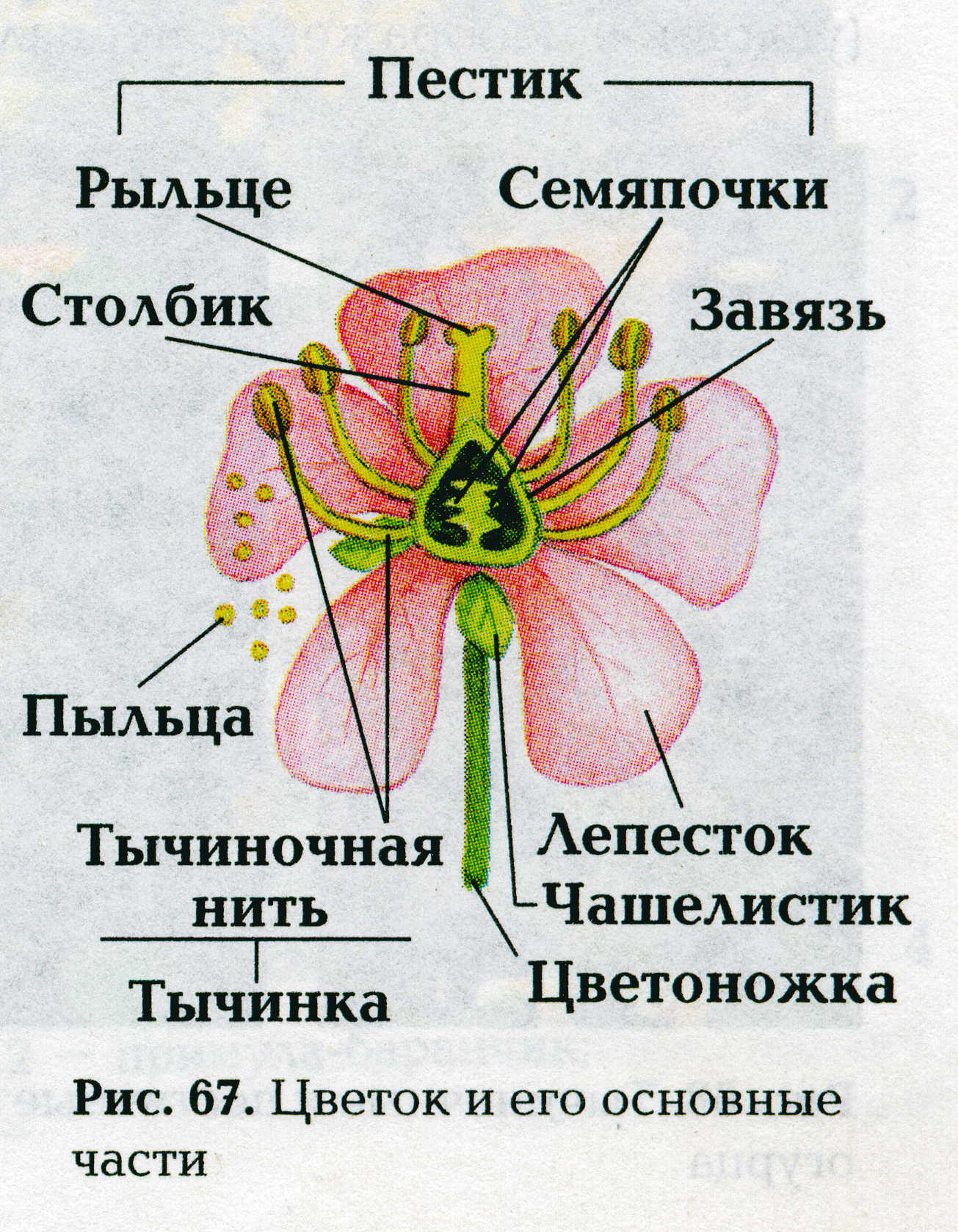 Укажите функции цветка. Чашелистики пестик тычинки венчик. Схема строения цветка пестик. Генеративные части цветка. Части цветка схема биология 6 класс.