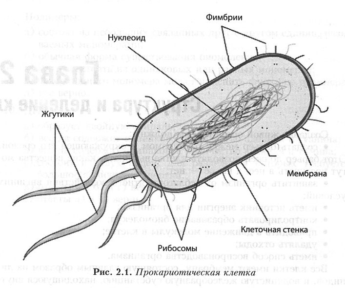 Эукариоты кишечная палочка