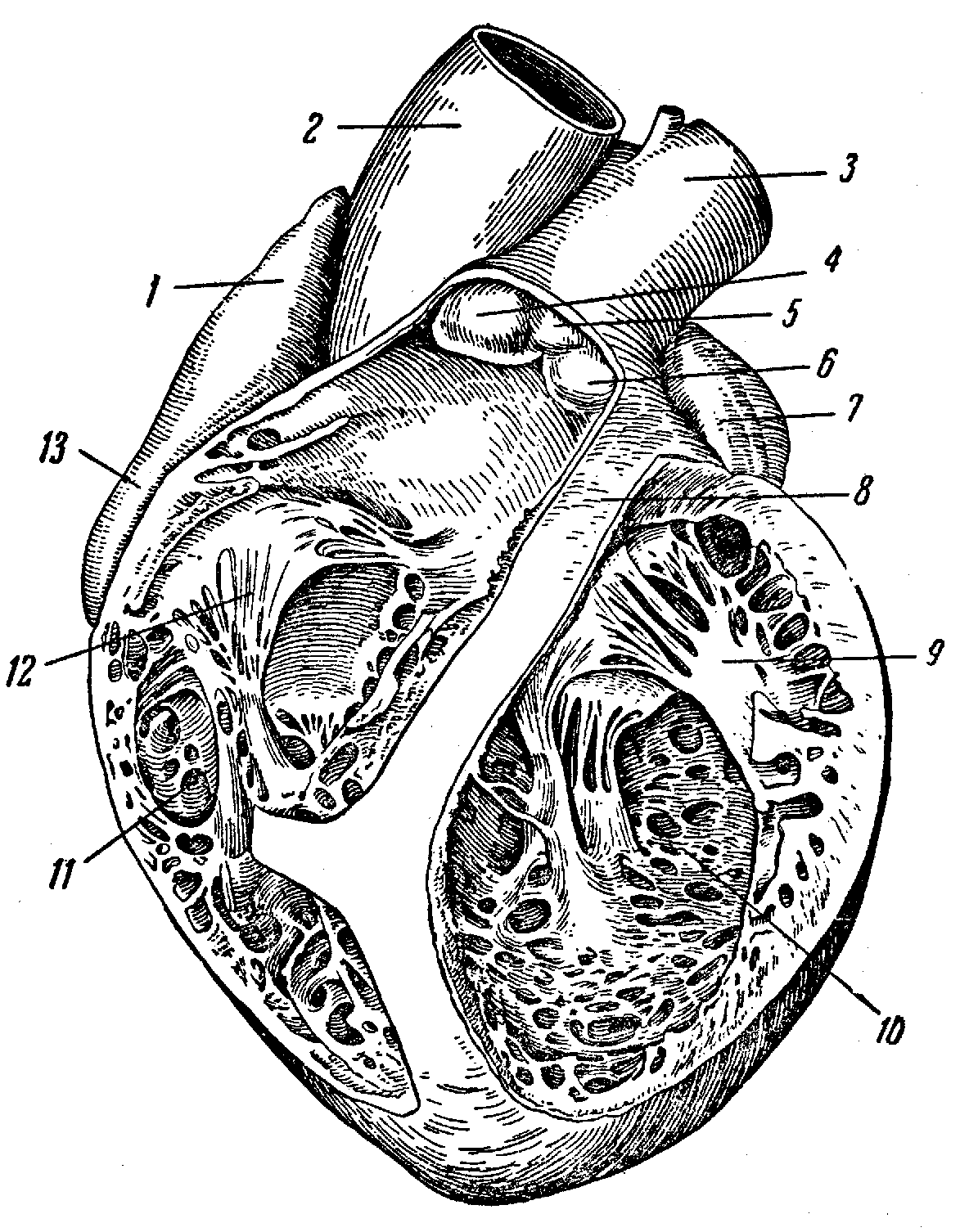 Правый желудочек отделен от правого предсердия. Сердце свиньи анатомия. Вскрытый правый желудочек. Анатомические образования левого предсердия. Правое предсердие и правый желудочек.