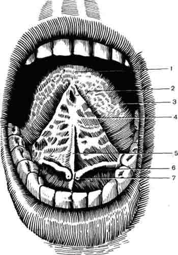 Подъязычная складка. Подъязычная уздечка анатомия. Подъязычная складка анатомия. Подъязычное мясцо анатомия. Нижняя поверхность языка анатомия.