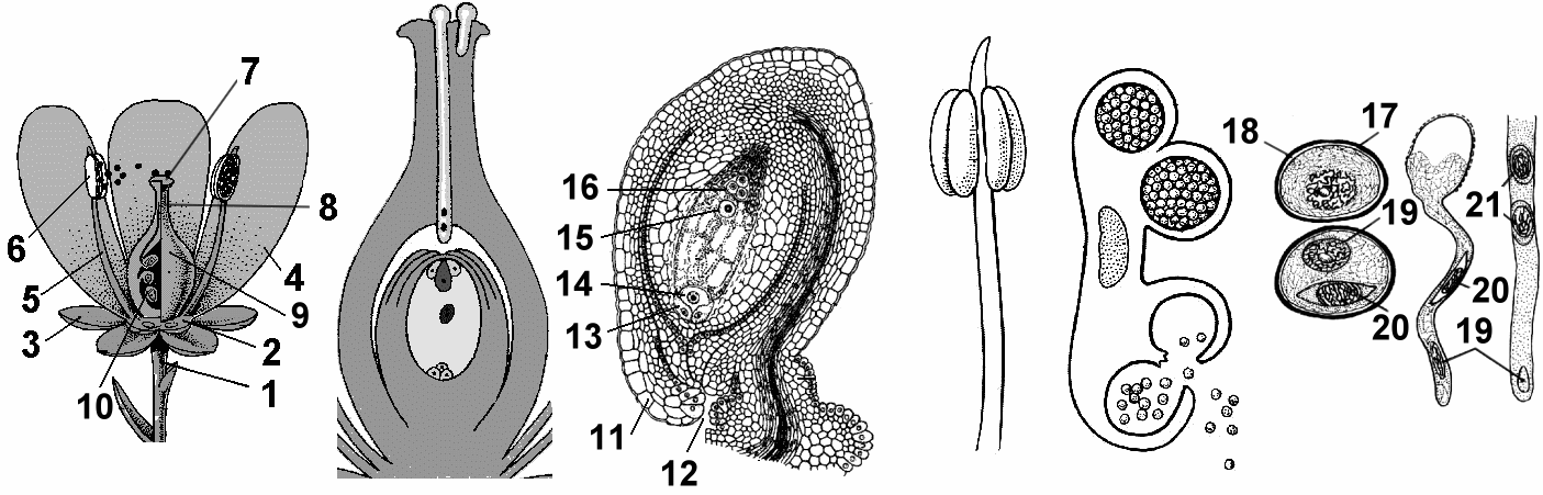 Женский гаметофит цветковых. Семязачаток покрытосеменных растений. Схема двойного оплодотворения у цветковых растений. Схема двойного оплодотворения у покрытосеменных растений. Женский гаметофит покрытосеменных растений.