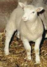 Доклад о 21-й трансплантации клонированного эмбриона овцы в лаборатории Руйян preview 3