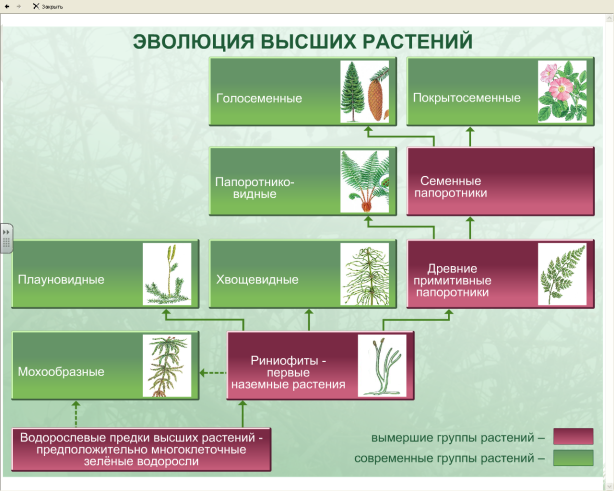 Последовательность появления покрытосеменных. Схема эволюции высших растений. Схема эволюции растений 6 класс биология. Основные этапы эволюции растений биология 5 класс.