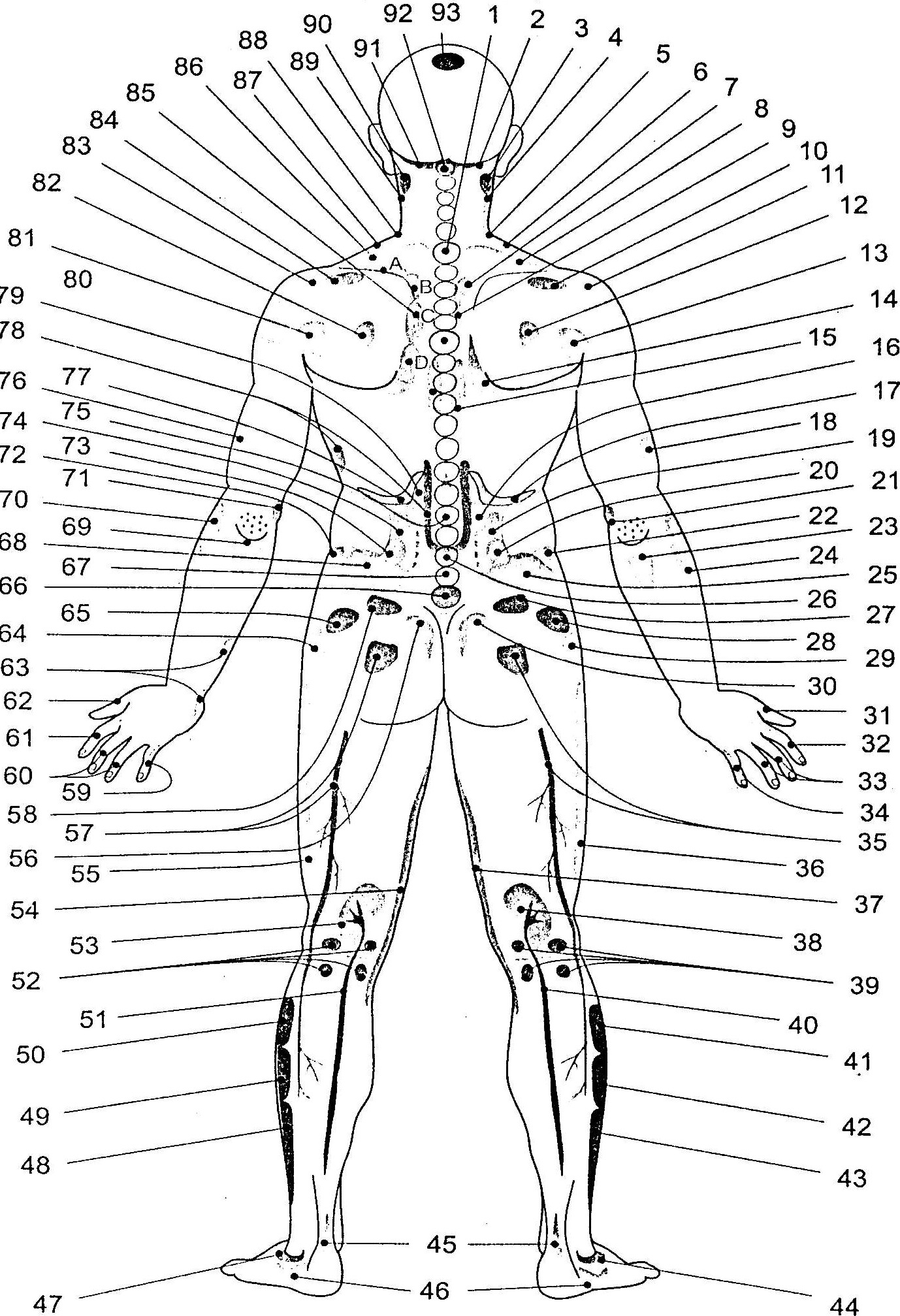 Огулов книги купить. Огулов проекционные зоны тела. Огулов проекционные зоны внутренних органов на теле человека. Огулов висцеральная хиропрактика схема. Проекция органов на ногах по Огулову.