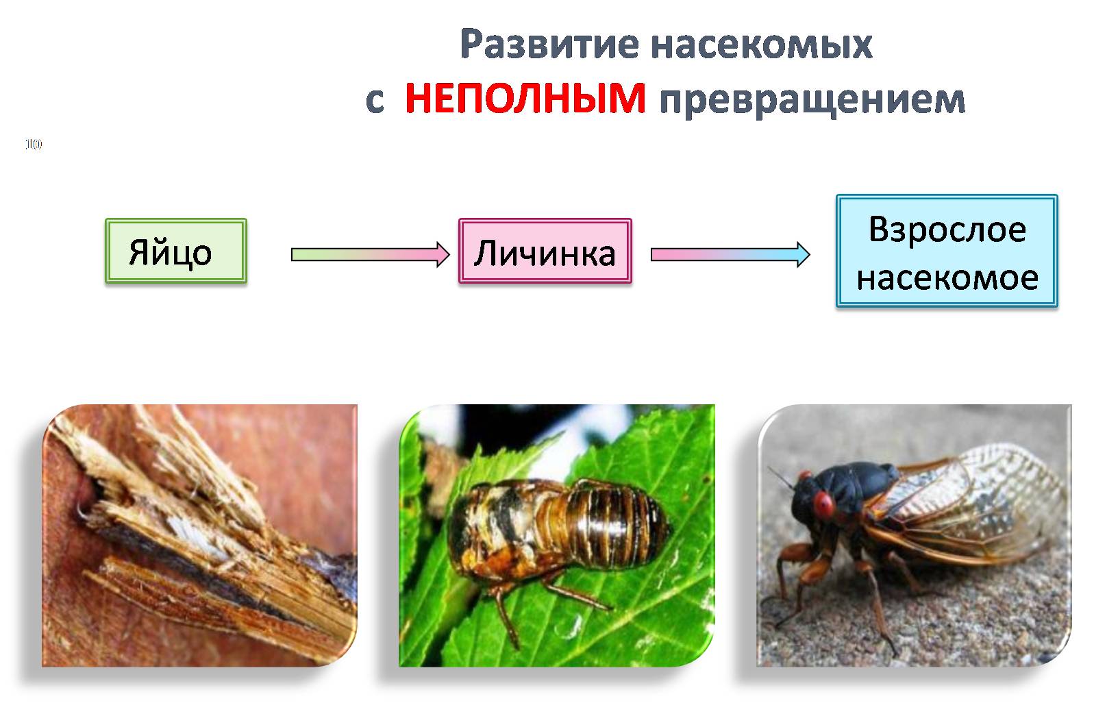 Дать характеристику насекомые с полным превращением. Развитие с неполным метаморфозом у насекомых. Размножение насекомых с полным и неполным превращением. Развитие с неполным превращением личинка. Схема развития насекомых с неполным превращением.
