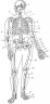 Методические указания Для лучшего запоминания наименования костей и мышц, формы, рас­положения и соединения костей рекомендуется после их изучения по литературе [1, с. 34-36; 2, с. 5-20] сделать зарисовки скелета и мышц preview 1