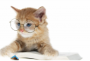 Исследовательская работа «умеют ли кошки думать?» Работу preview 1