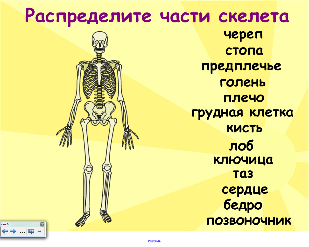 Скелет человека для дошкольников