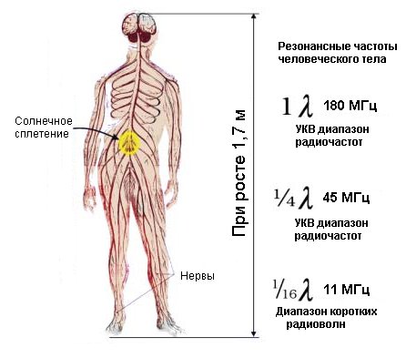 Частота органов человека. Частота работы органов человека. Резонансные частоты органов человека. Частота человеческого тела. Резонансная частота органов тела человека.