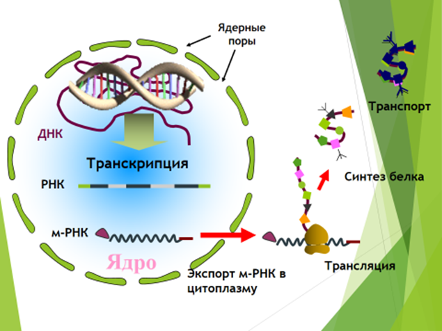 РНК В ядре. Синтез белка транскрипция и трансляция. Синтез белка в ядре. Транскрипция и трансляция ДНК.