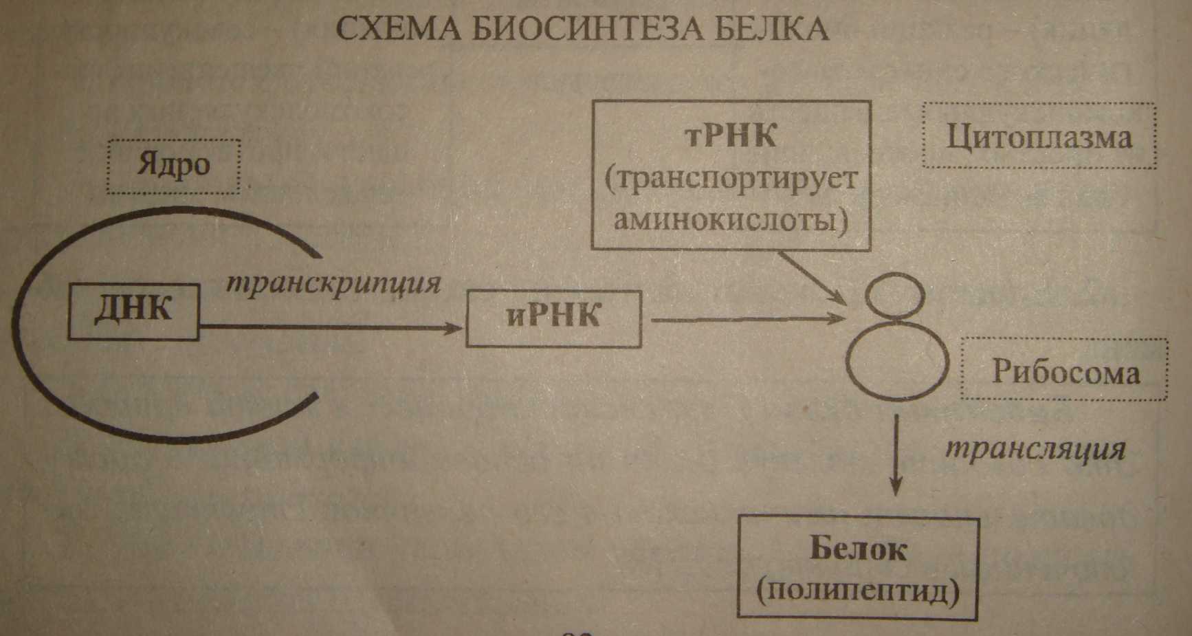 Биосинтез 3 этапа. Этапы процесса биосинтеза белка. Общая схема биосинтеза белка схема. Процесс синтеза белка этапы. Этапы синтеза белка схема.