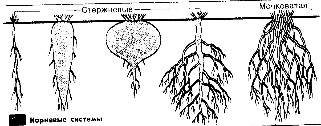 Корни растений тест. Стержневая и мочковатая корневая система. Корневая система 6 класс биология. Строение корня и корневых систем.