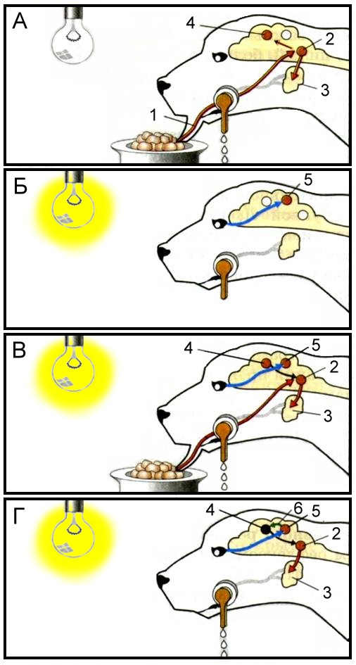 Выделение слюны при виде лимона. Павлов схема условного рефлекса. Схема условного рефлекса слюноотделения у собаки. Формирование условного рефлекса у собаки. Выработка условного рефлекса схема.