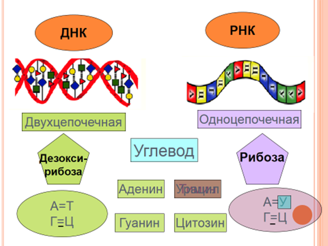 РНК одноцепочечная или двухцепочечная. Двухцепочечная молекула РНК. Одноцепочечная ДНК. Двуцепочная структура ДНК.