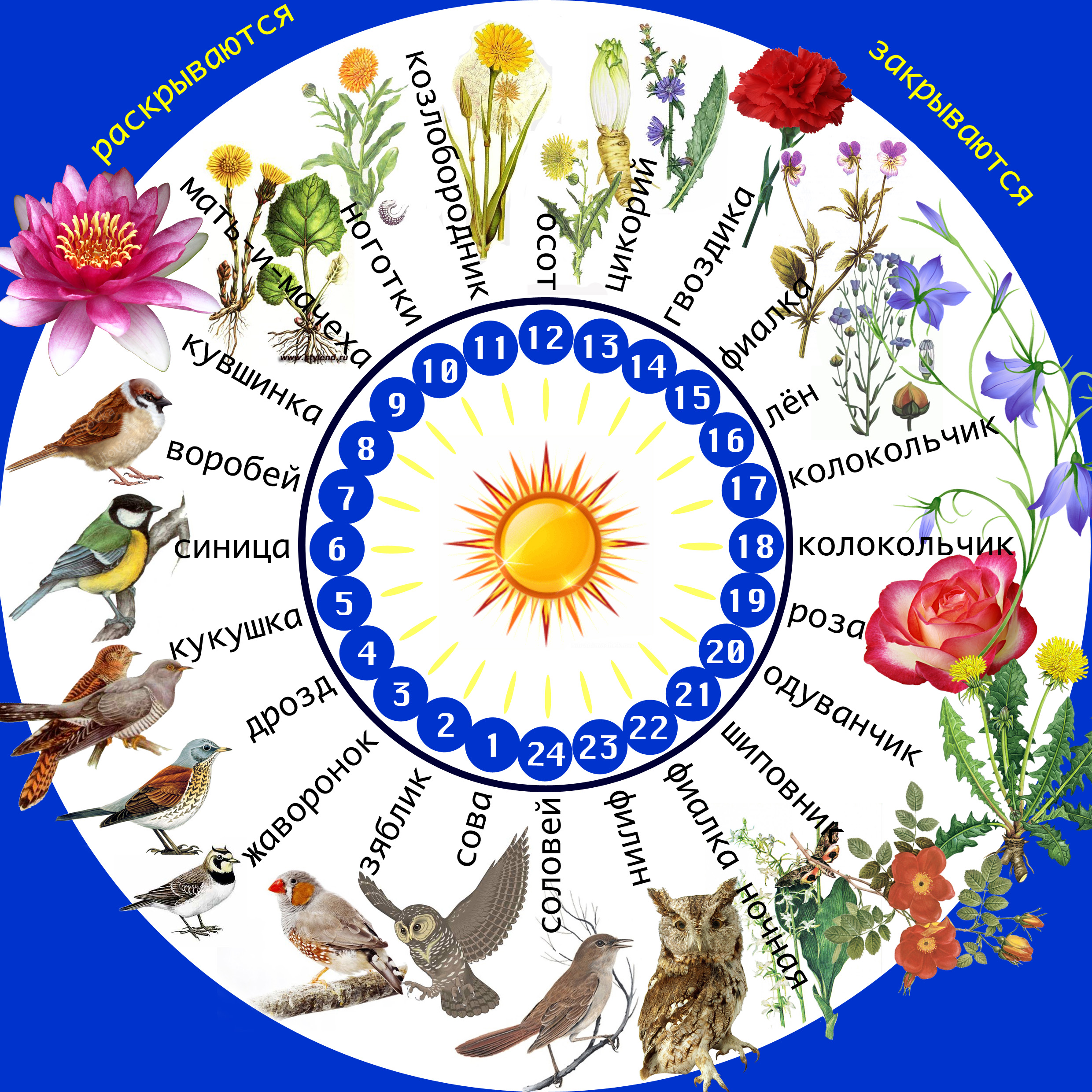 Биологические часы растений