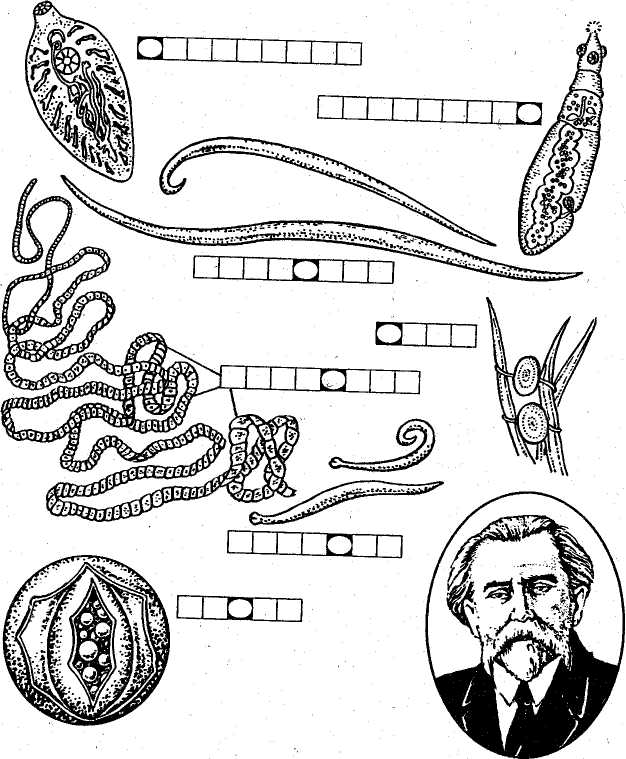 Тест черви егэ. Паразитические плоские и круглые черви. Паразитические черви урок биологии. Паразиты круглые и плоские черви. Паразитические плоские черви представители.